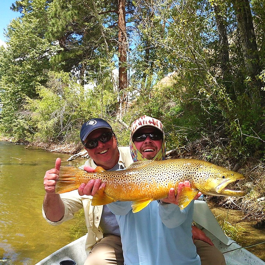 Brown trout caught on Skwala dry fly on the Bitterroot River Montana